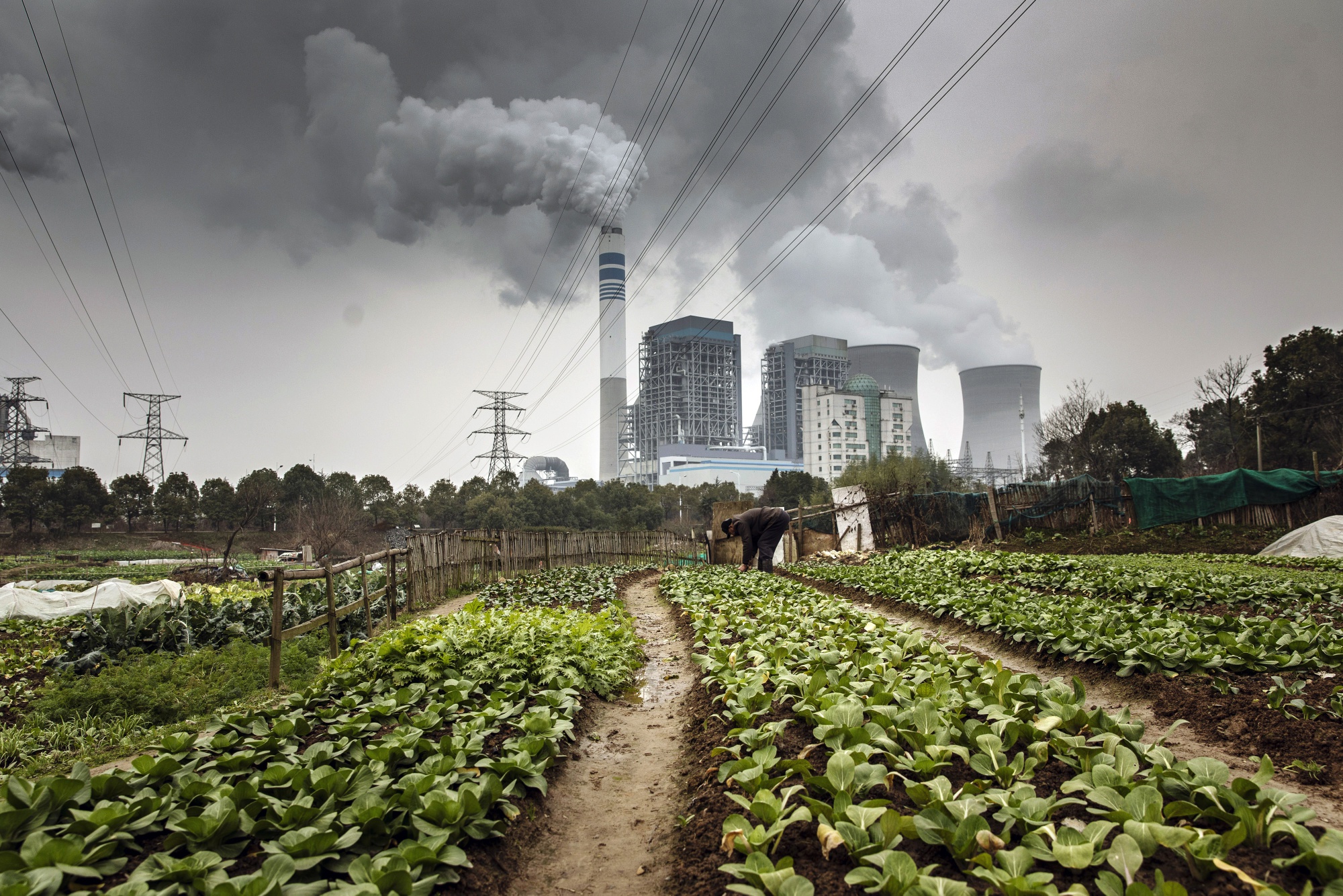 A man tends to vegetables in the shadow of a coal-fired power station in Tongling, China.