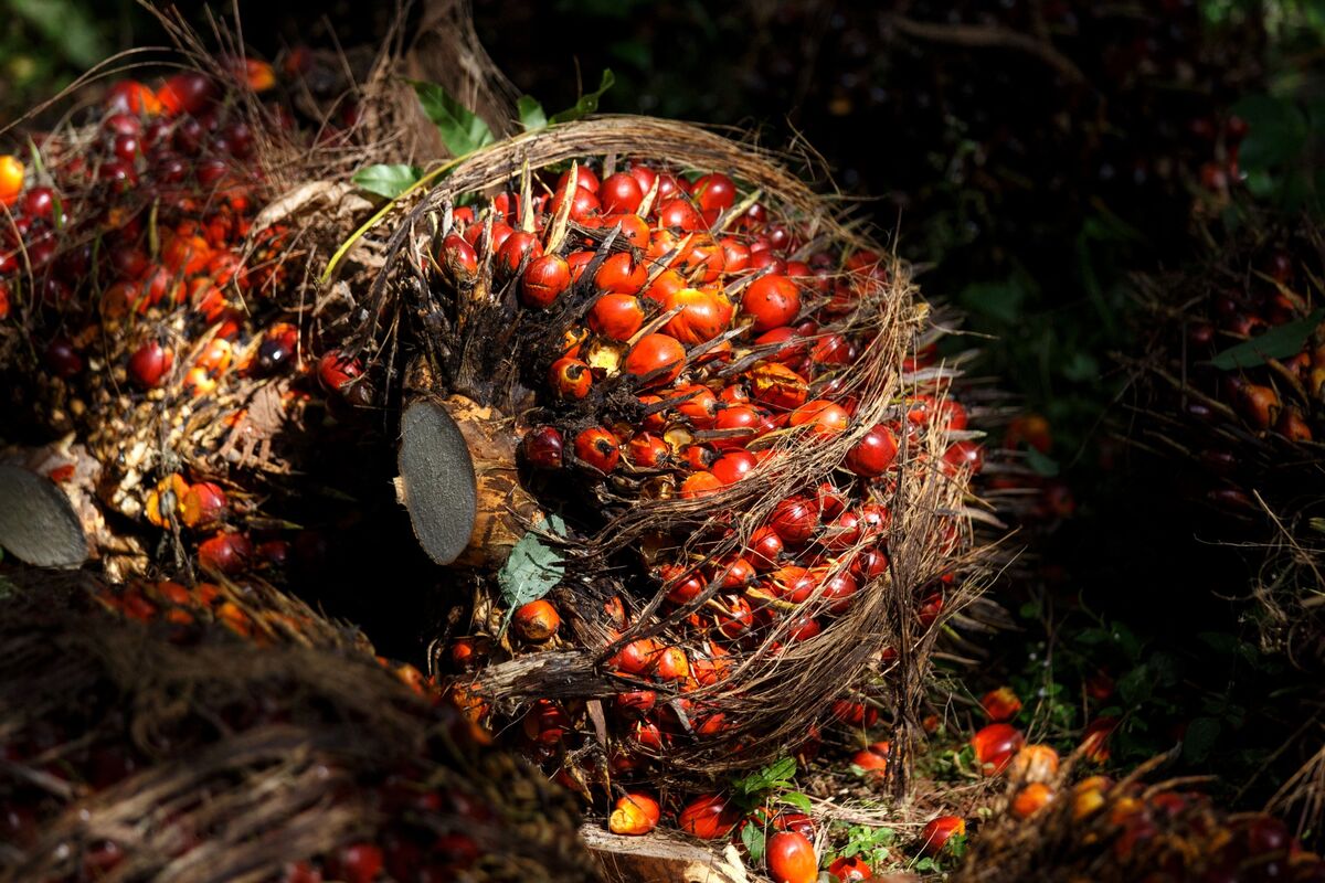 Palm Oil May Climb To 4 500 Ringgit On Biofuel Boom Mistry Says palm-oil-may-climb-to-4-500-ringgit-on-biofuel-boom-mistry-says