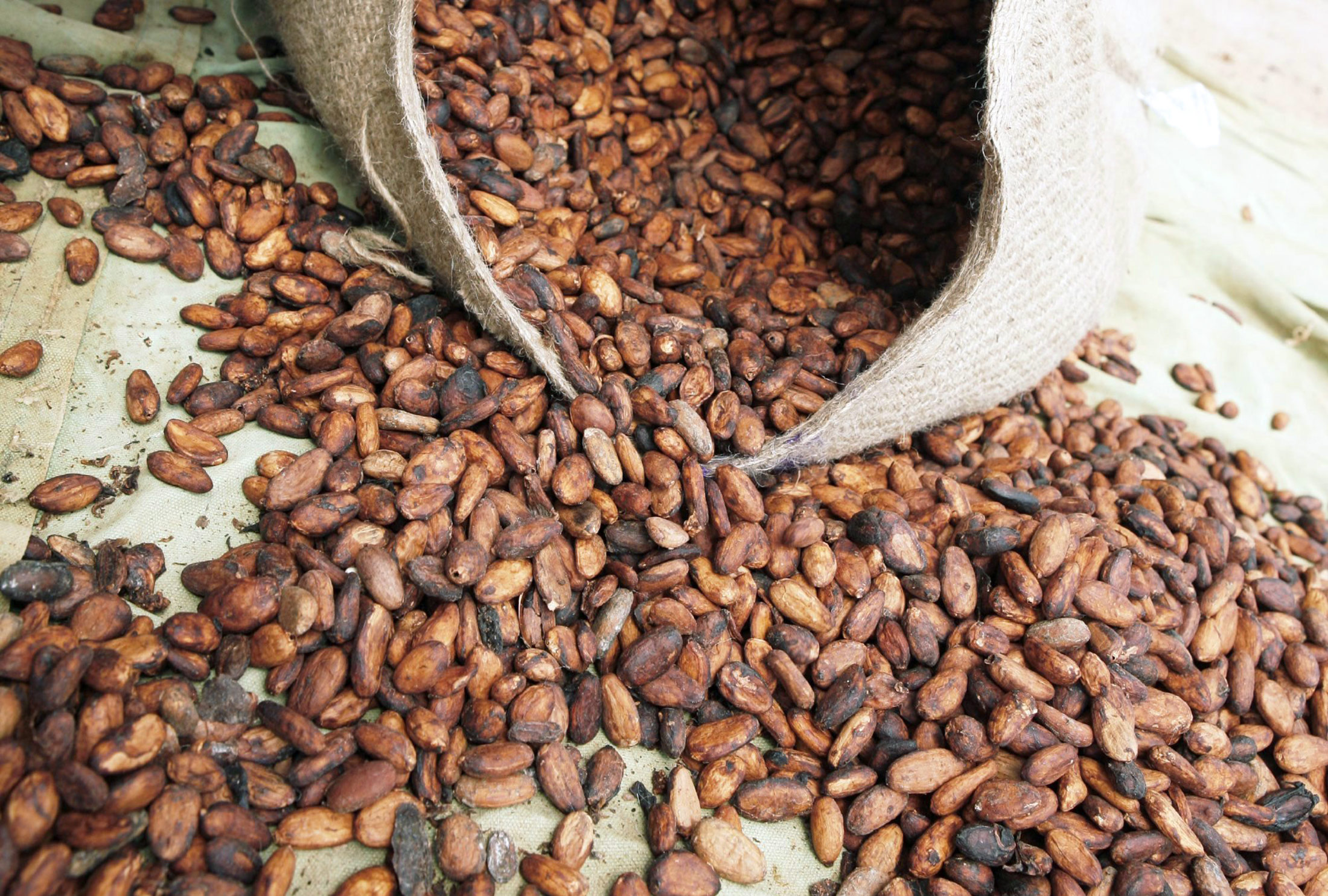 Ghana Can’t Afford Cocoa Farmers’ Pay as Is Indefinitely Bloomberg