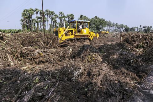 Bulldozing a banana field