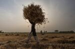 A farmer carries a bundle of cut wheat to a thresher during harvesting in a field in Pakistan.