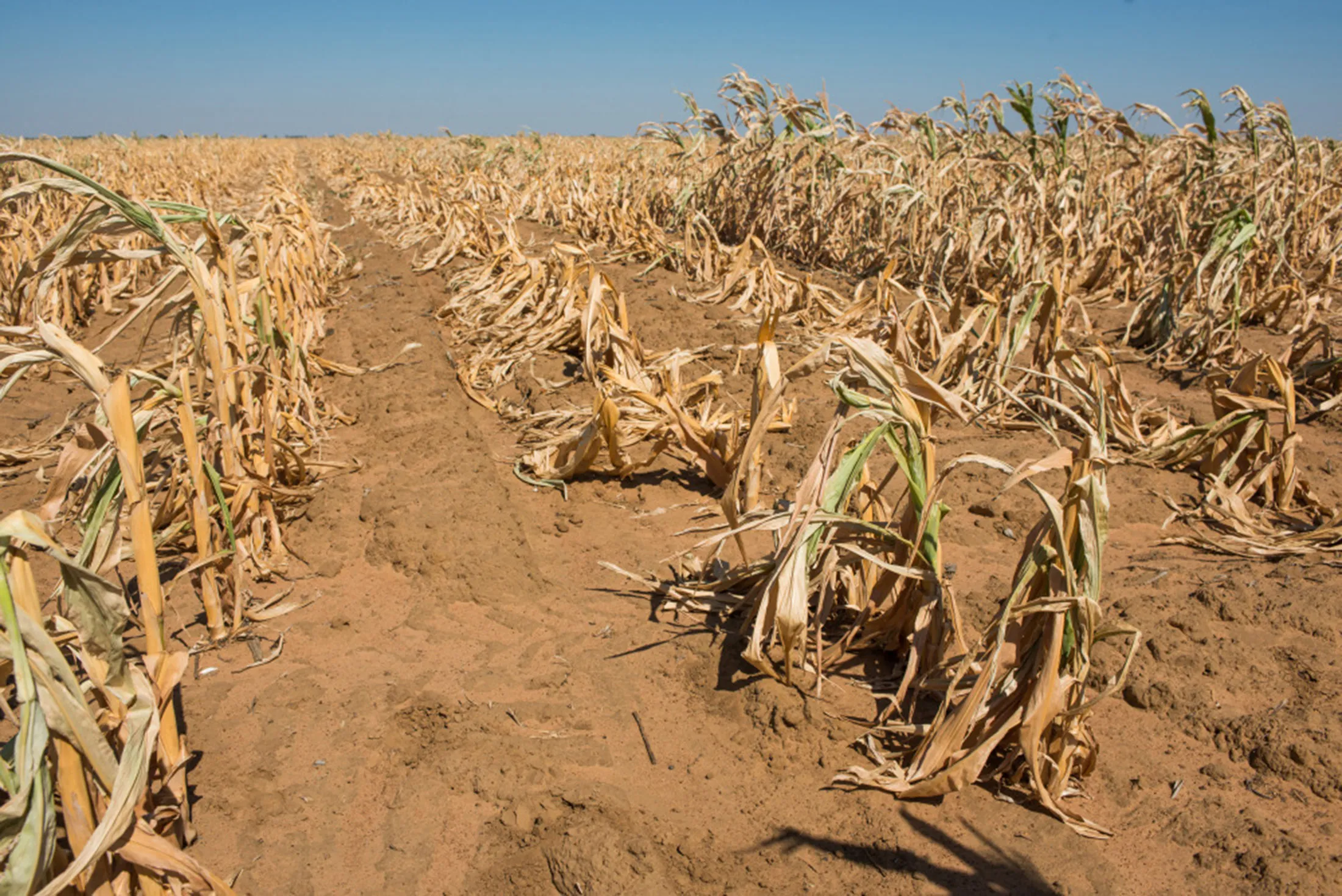 Dried maize corn plants grow in a drought affected field in Lichtenburg, North West Province of South Africa.
