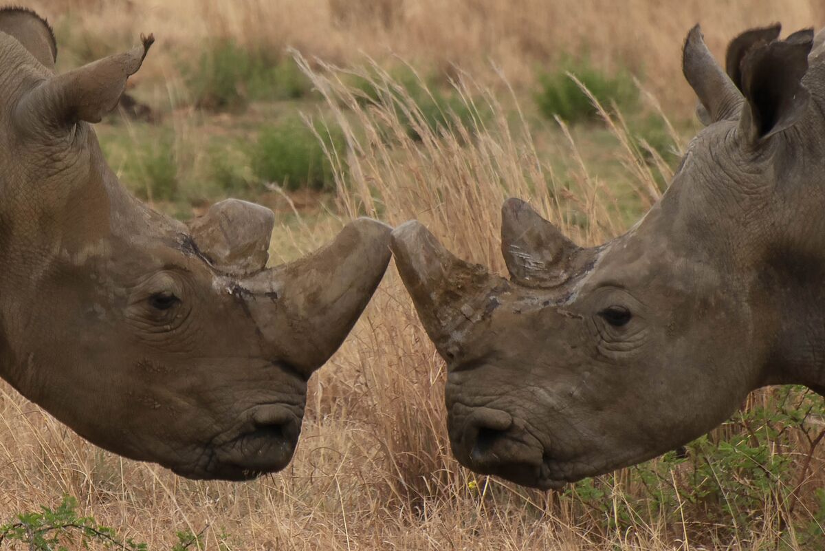 South Africa Loses Case to Prevent Export of Rhino Horns