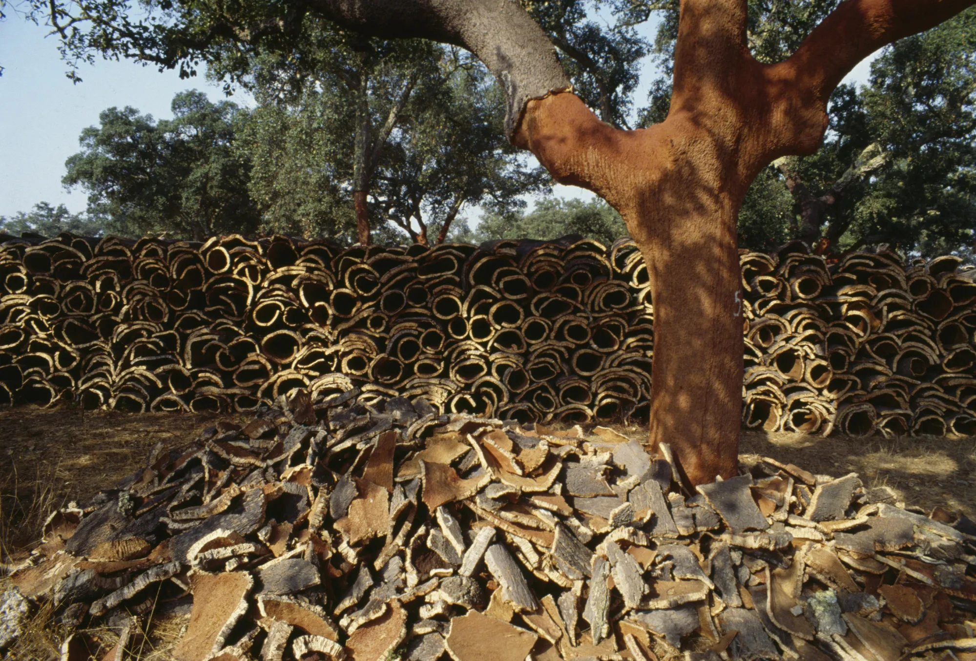 Cork oak and cork bark in&nbsp;Alentejo, Portugal.