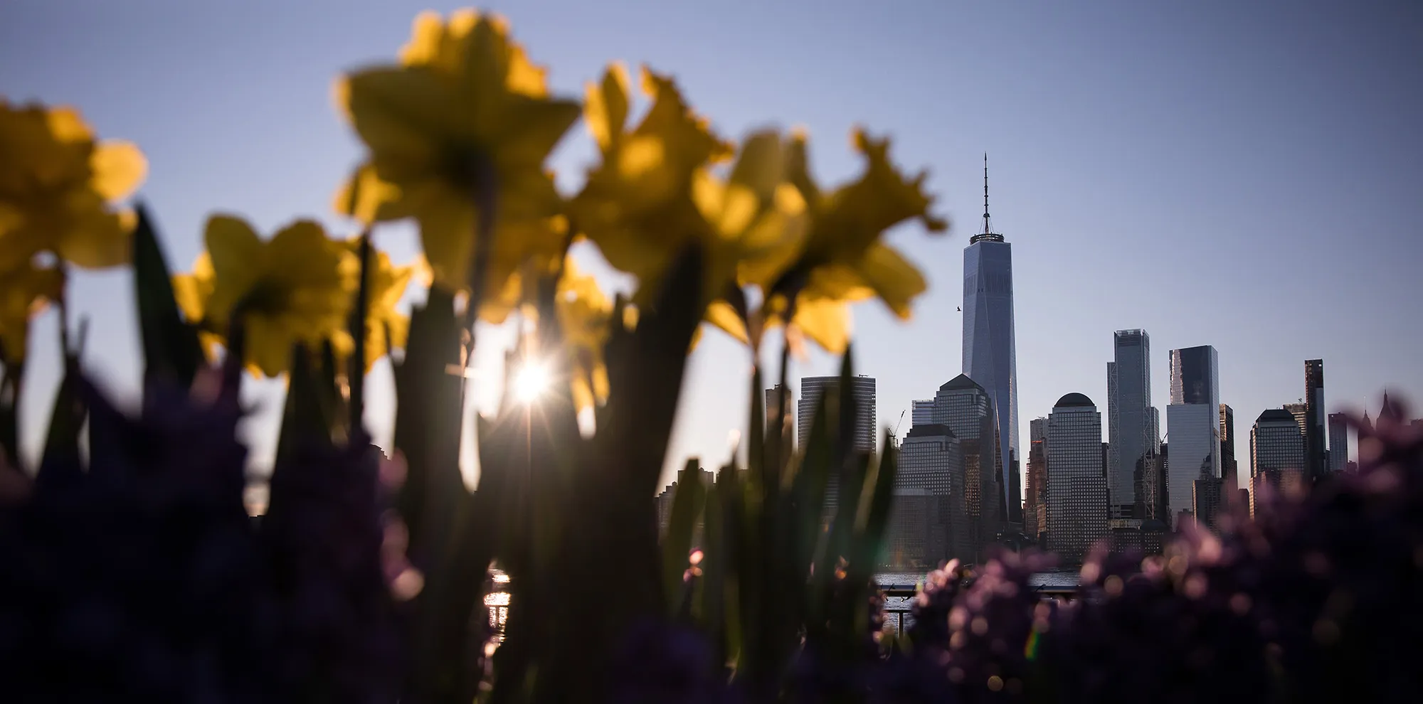 Buildings stand in the lower Manhattan skyline as tulips grow at J. Owen Grundy Park in Jersey City, New Jersey.