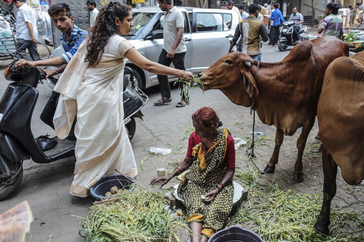 Cow-Saving Vigilantes Are a Sign of Rising Political Risk 