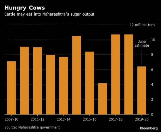 Some Very Hungry Cows May Rescue India From a Giant Sugar Glut