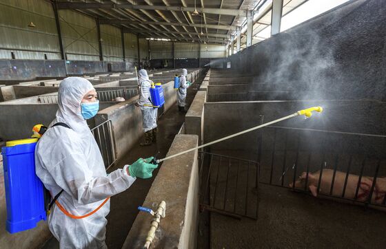 Disease That Wiped Out Millions of Pigs Is Creeping Back in Asia