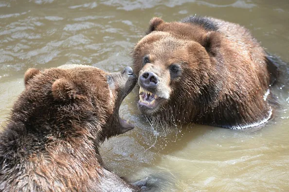 The bears are stirring.
