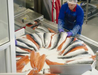 relates to Norway Considers Changing Tax Base in Salmon Industry Dispute