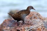 One of the indigenous Weka that live on Kawau Isla