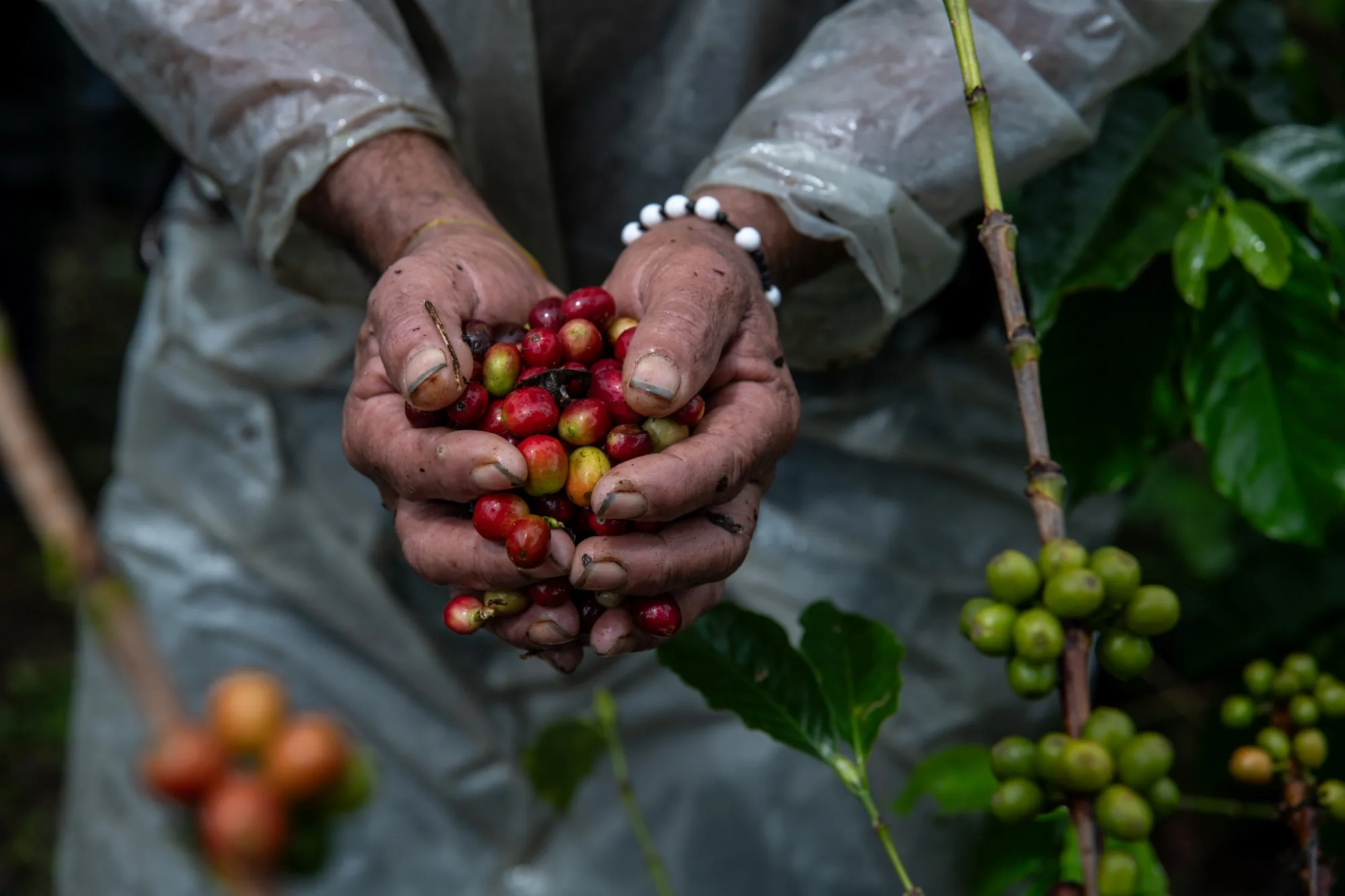 A worker holds coffee beans at the El Crucerito' farm in Sevilla, Colombia, on&nbsp;May 14, 2024.