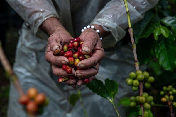 Colombian Coffee Production As Total Global Exports Rise