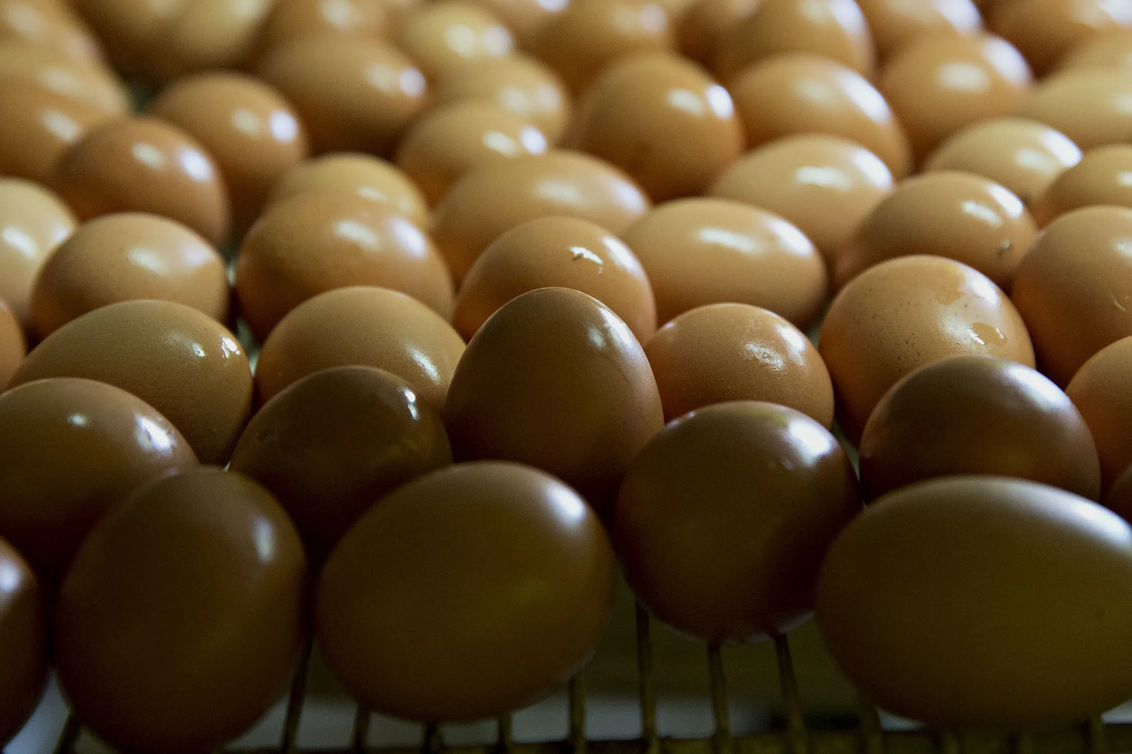 1498695255_us eggs