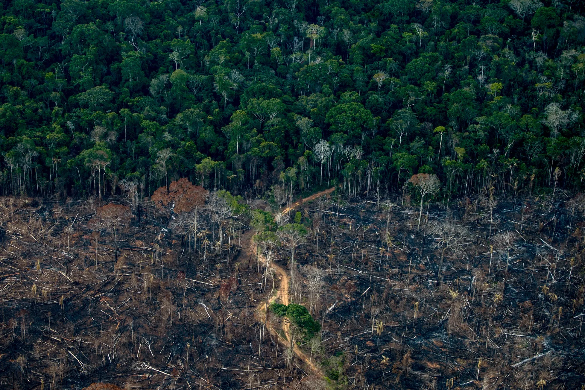 The EU deforestation regulation aims to tackle the felling of trees associated with imports into the bloc of key commodities.