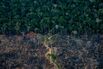 EU Nations Push for One-Year Delay to Deforestation Law