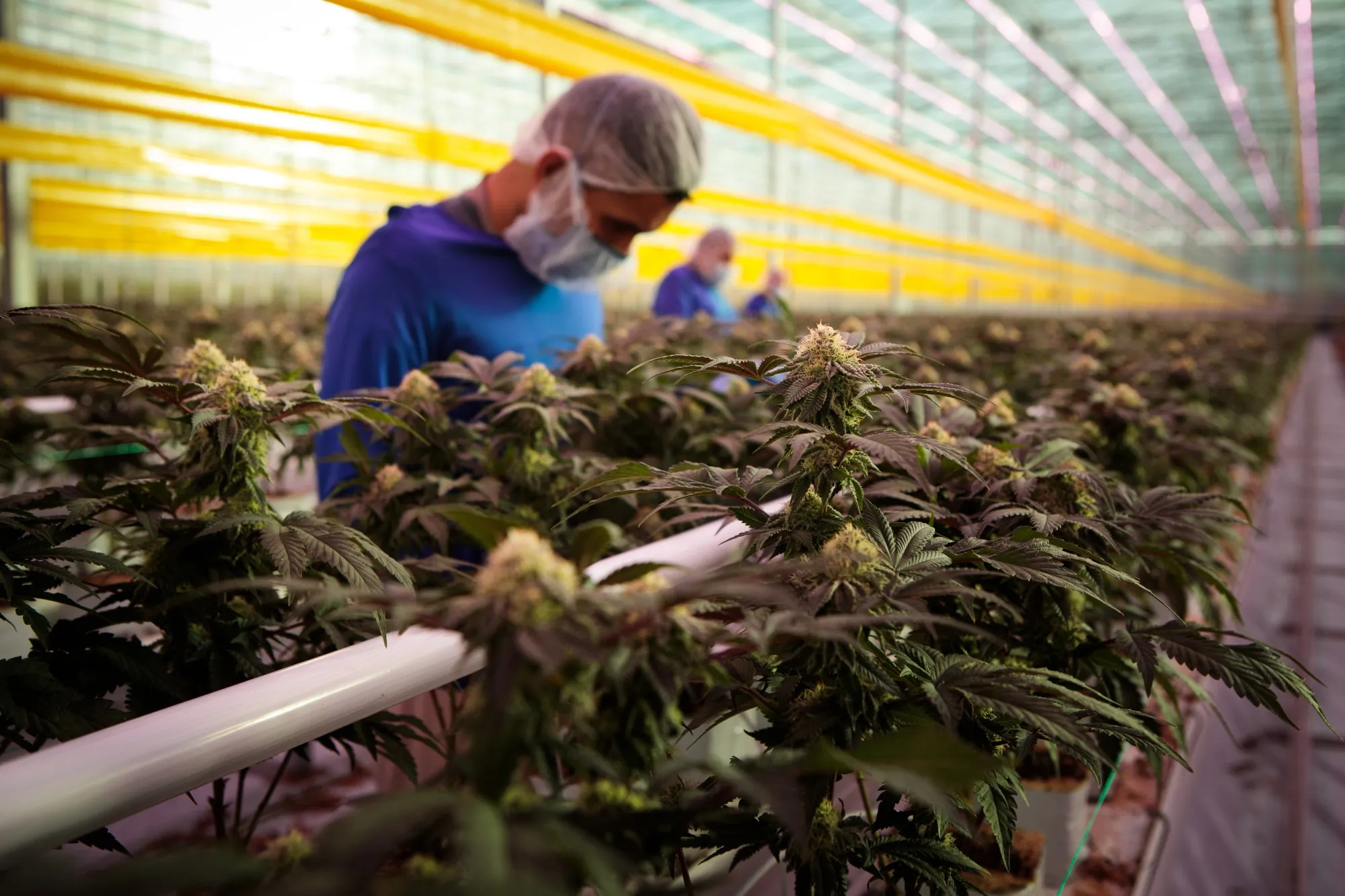 Workers inspect cannabis plants in Leamington, Ontario.