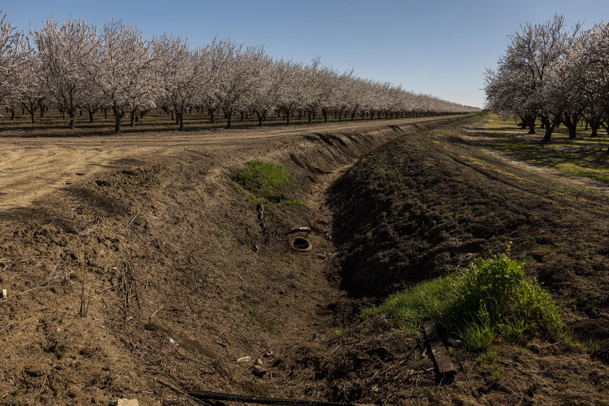 Are Almond Farms Bad For The Environment