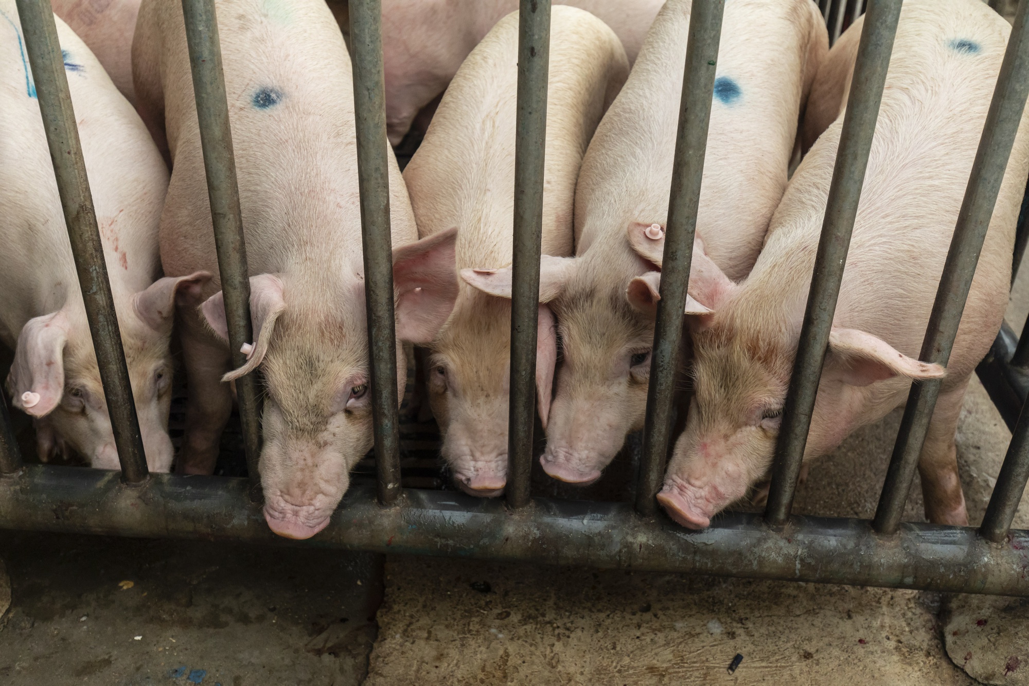 Pigs stand in a holding pen at a wholesale market in China.