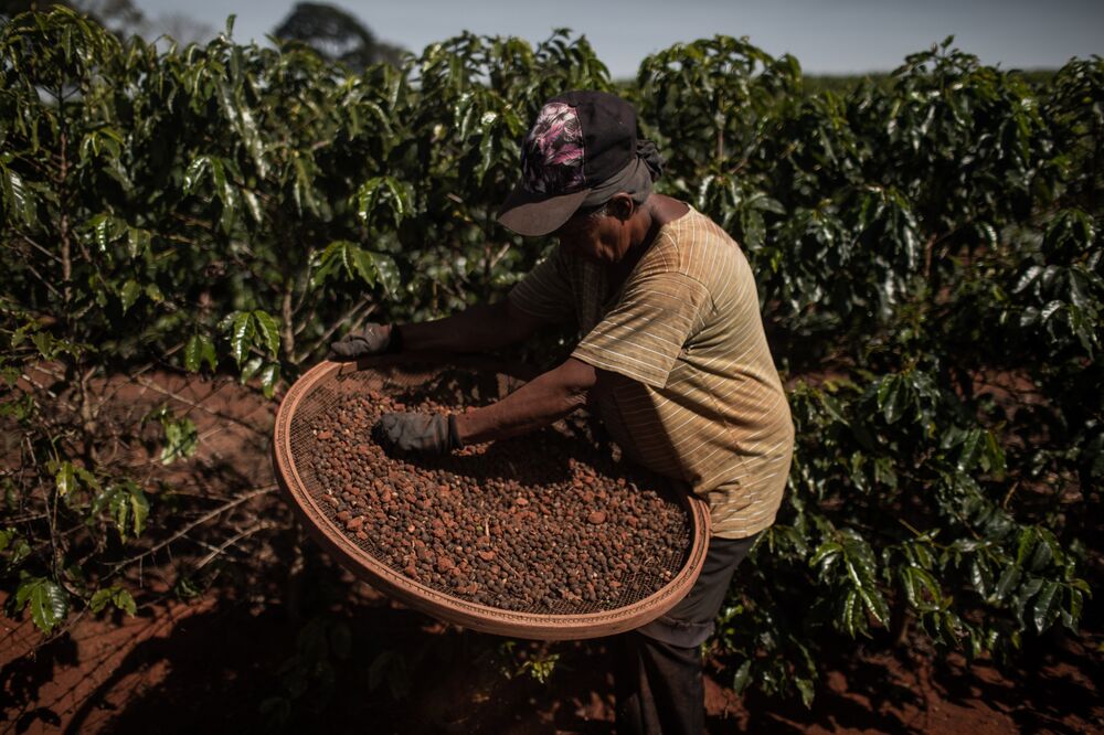 Brazil Is Awash With Coffee And Running Out Of Space To Store It Bloomberg