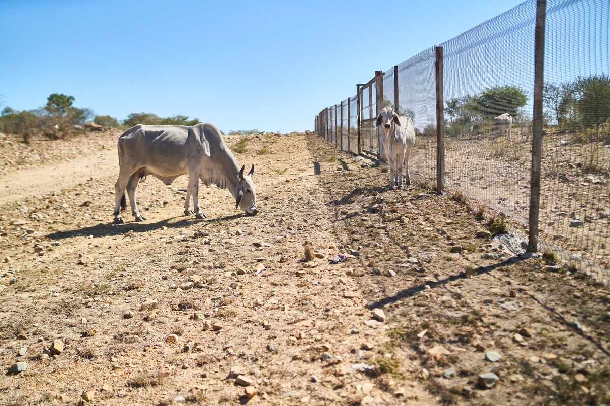 World Food Programme Expands Aid Efforts