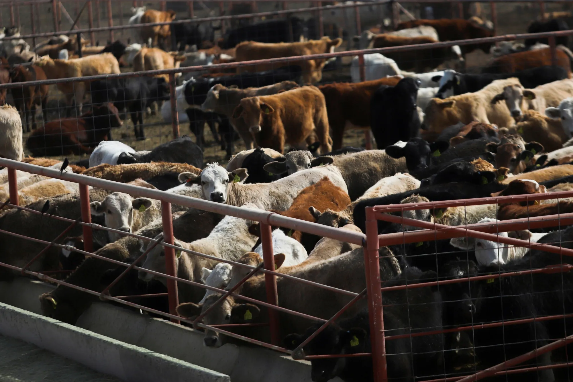 Cattle at the Jeronimo-Santa Teresa border crossing in Ciudad Juarez, Mexico.