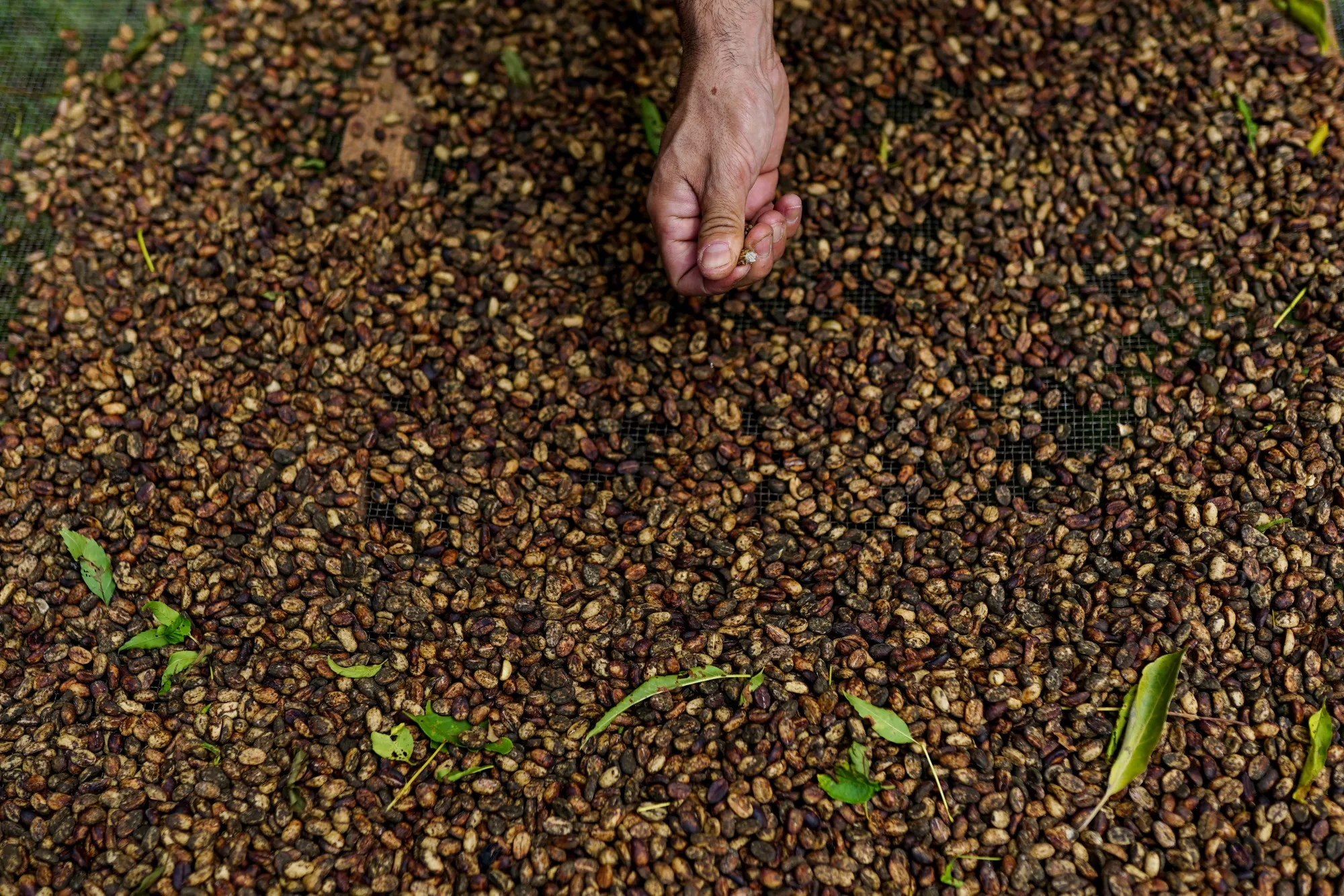 Arabica Coffee Drops as Traders Weigh Outlook for Ample Supplies This Year  - Bloomberg