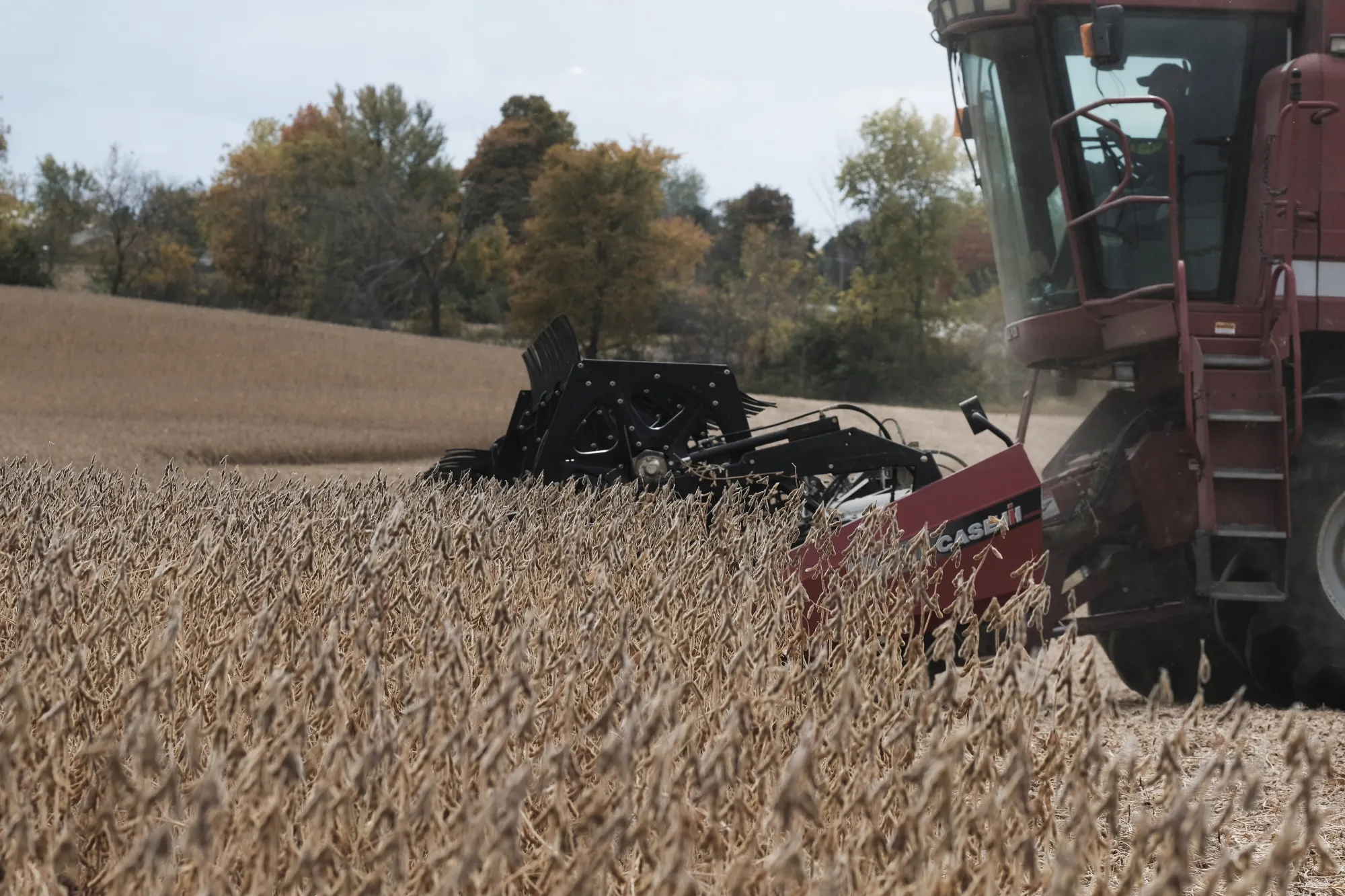 A combine harvester cuts, threshes, and cleans soybeans during a harvest in Waynesfield, Ohio.