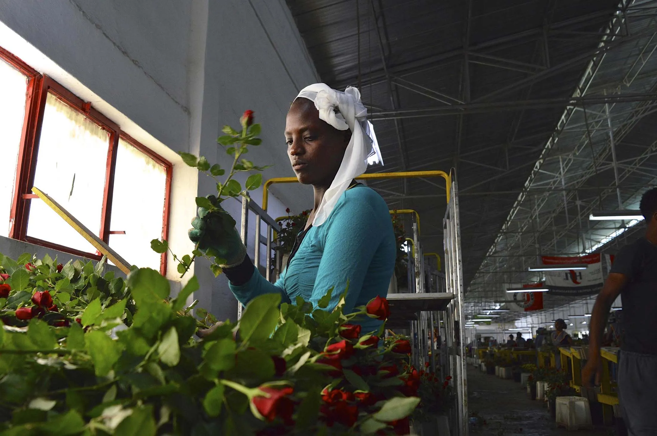 A Modern-Day War of the Roses Plays Out in Africa - Bloomberg