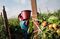 Florida Agriculture Takes Precautions For Workers Amid COVID-19 Pandemic