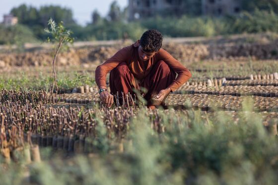 Debt Engineers Tackle Climate Change With Bonds to Rewild Land