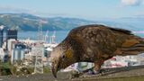 Wildlife Revival Sparks Conservation Craze in New Zealand’s Capital