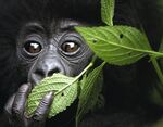 An infant mountain gorilla from Volcanoes National Park in northwest Rwanda. Photographer: David Yarrow/Getty Images