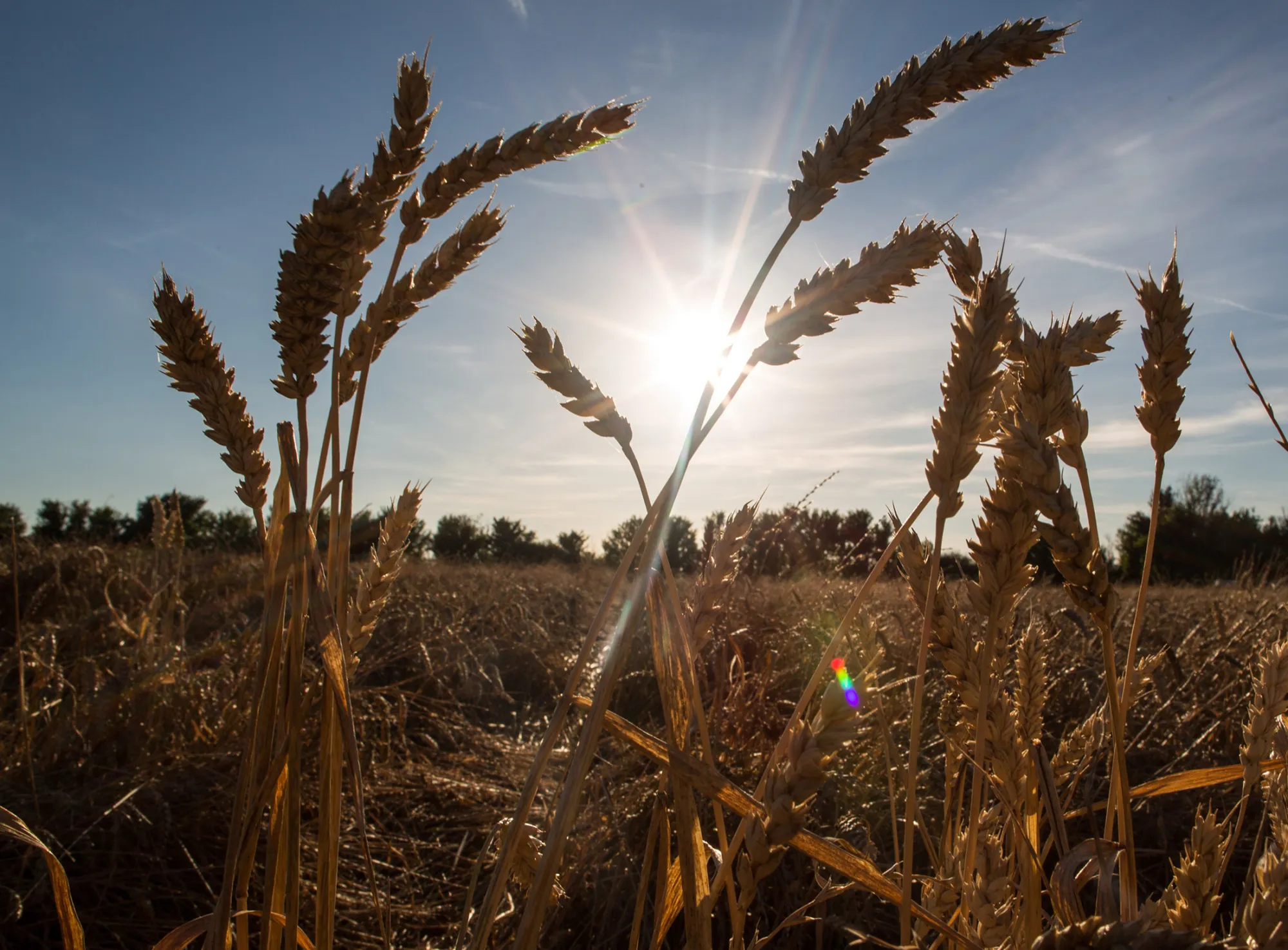 Crusoe wheat stands in a field before harvesting at Bentley Hall Farm in Wickford, U.K., on Monday, Aug. 15, 2016. U.K. wheat and barley exports are set to beat government forecasts for the season that ended in June as a weaker pound and higher corn prices make the country's overseas sales of the grains more competitive.
