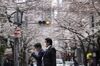 Pedestrians cross a road under cherry trees in bloom in Tokyo's business district, Japan.