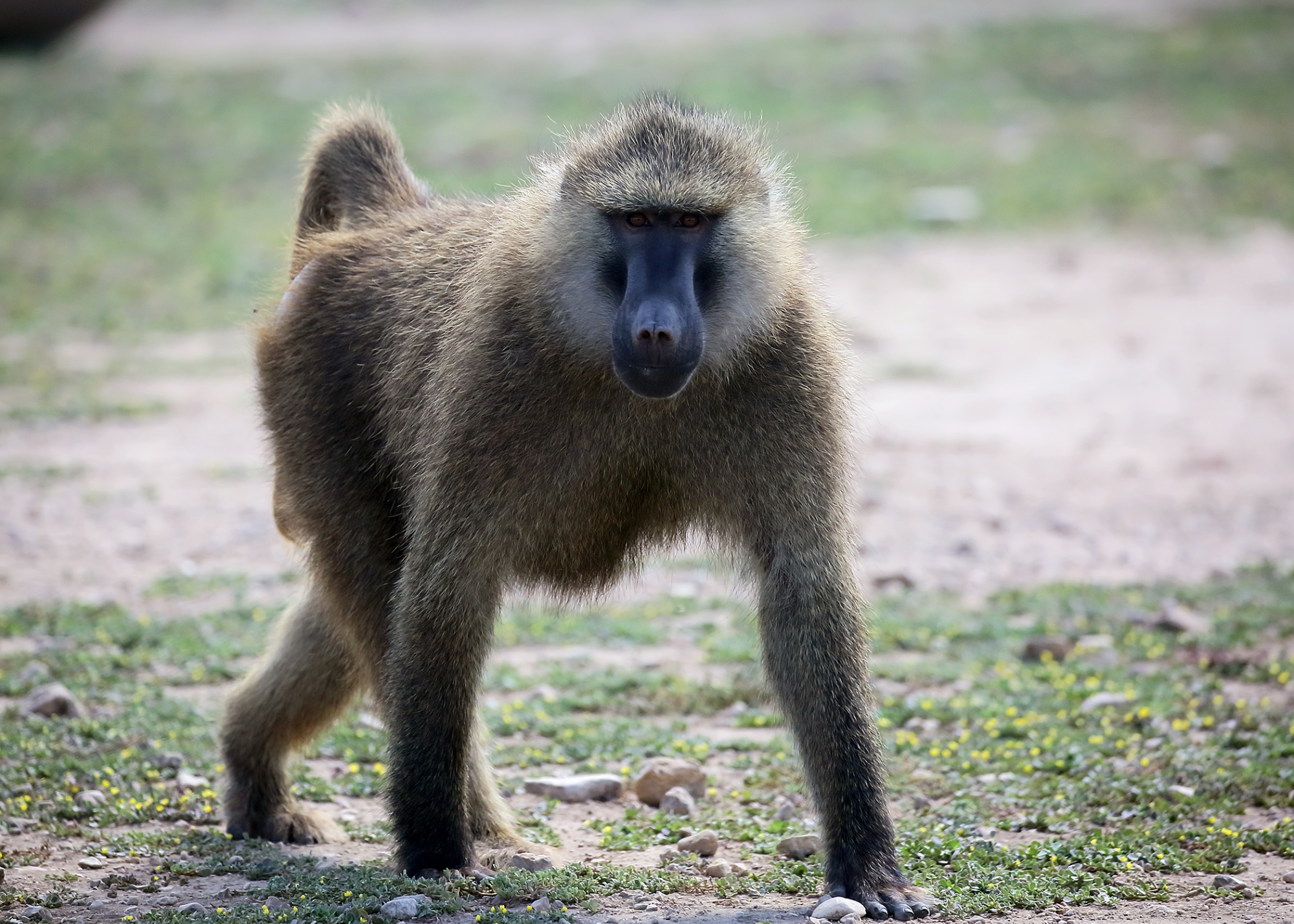 Baboon Attack Human