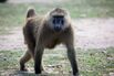 Texas Baboon Troop Enlisted in Humankind’s War on Coronavirus