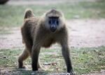 A baboon on the campus of Texas Biomedical Research Institute. One could show the way to a vaccine.