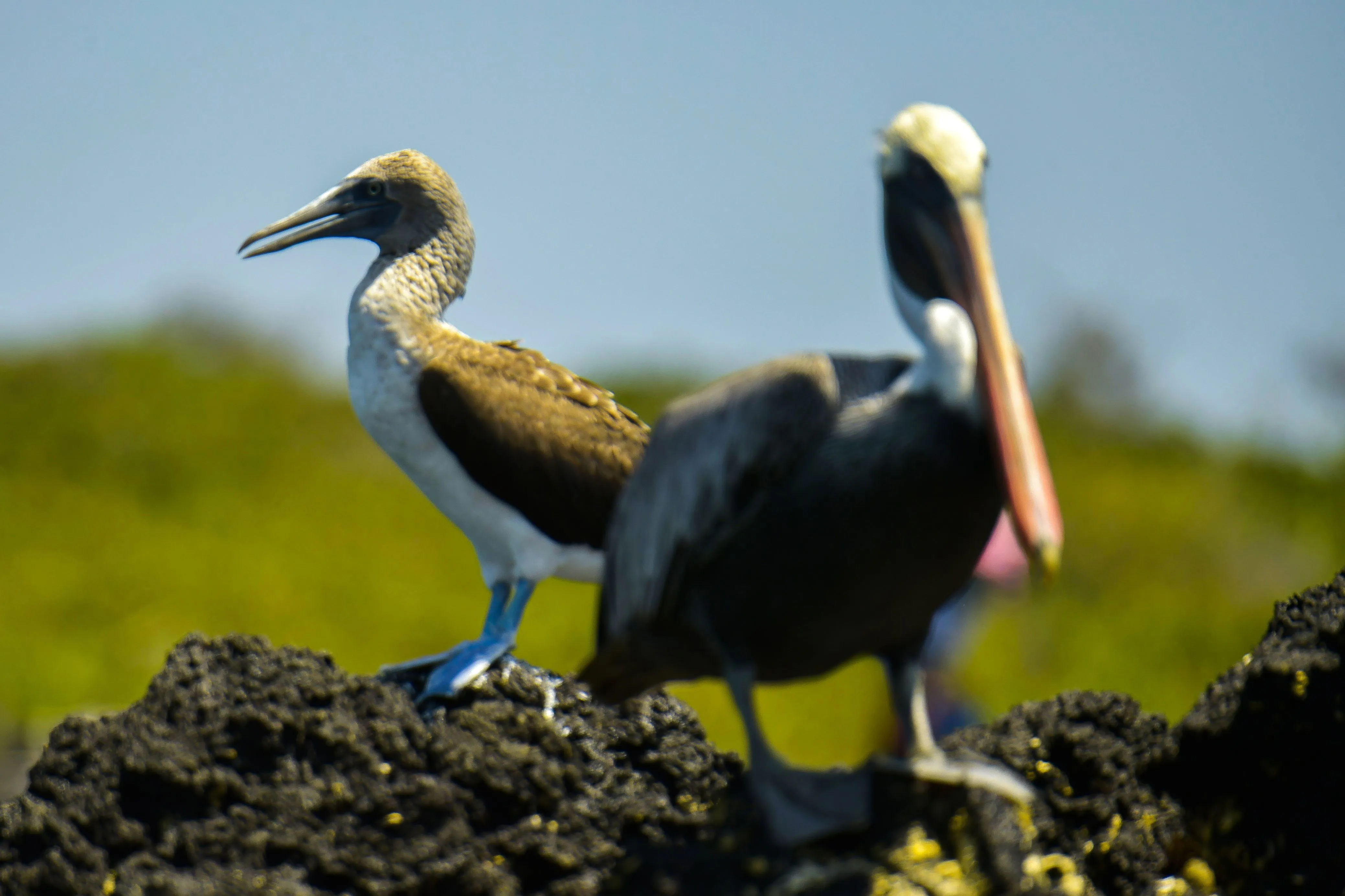 Piquero de patas azules en la isla Isabela en el archipiélago de Galápagos en el Océano Pacífico a 1000 km de la costa de Ecuador
&nbsp;