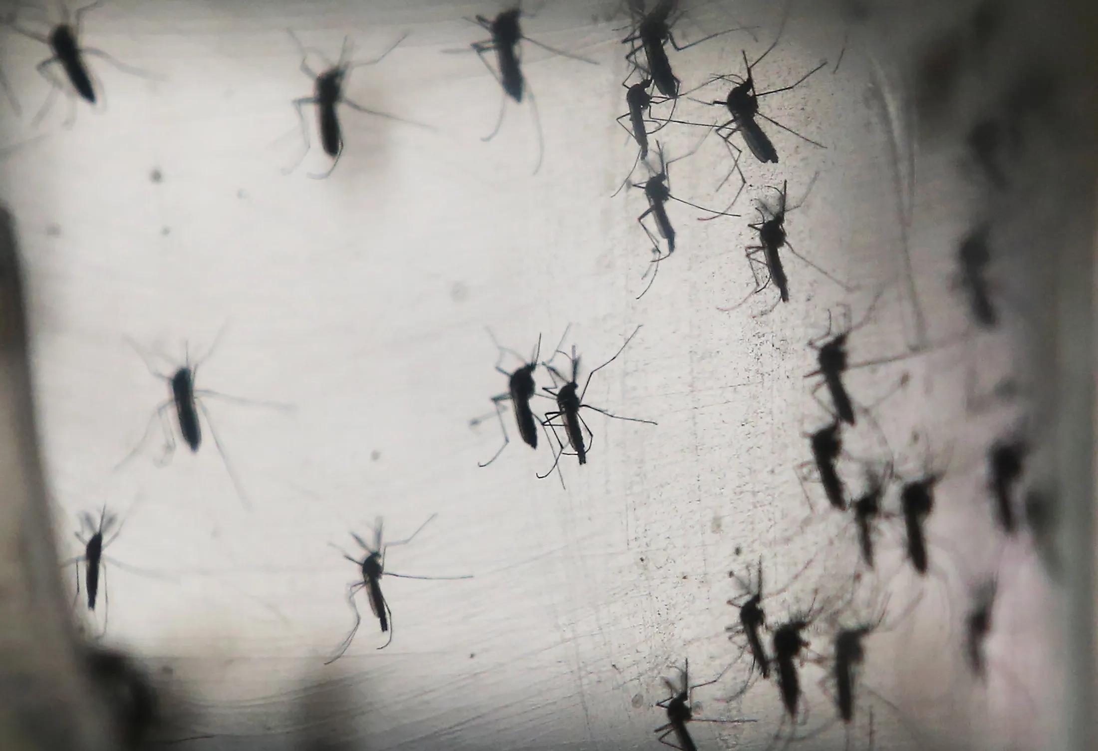 Aedes aegypti mosquitos are seen in a lab at the Fiocruz institute on January 26, 2016 in Recife, Pernambuco state, Brazil.

