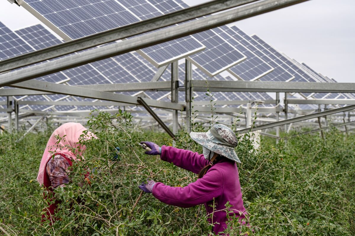 bloomberg.com - China Solar Lobby Sees Huge Drop in Installations This Year