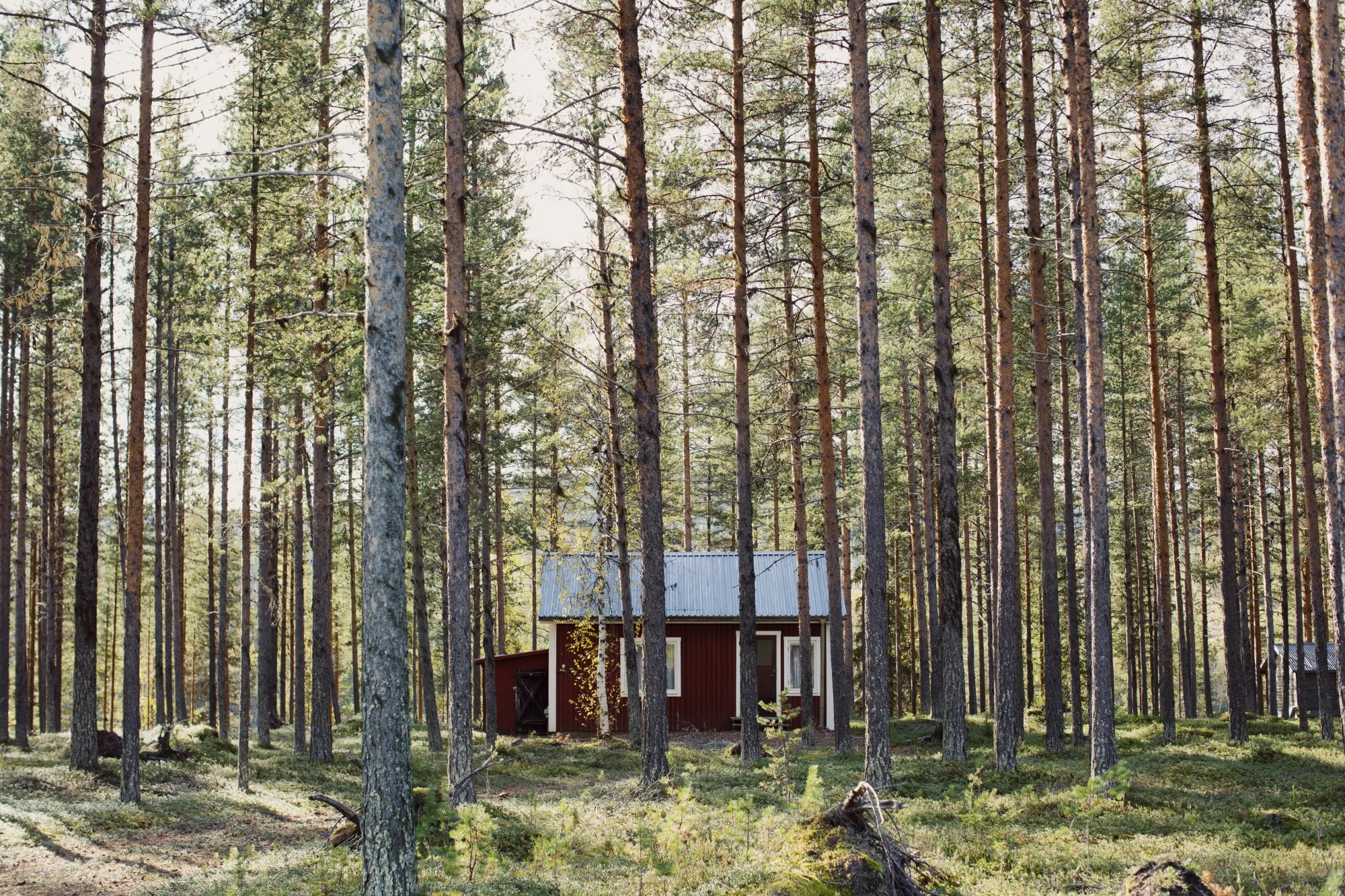 A cottage in the woods outside Boden.