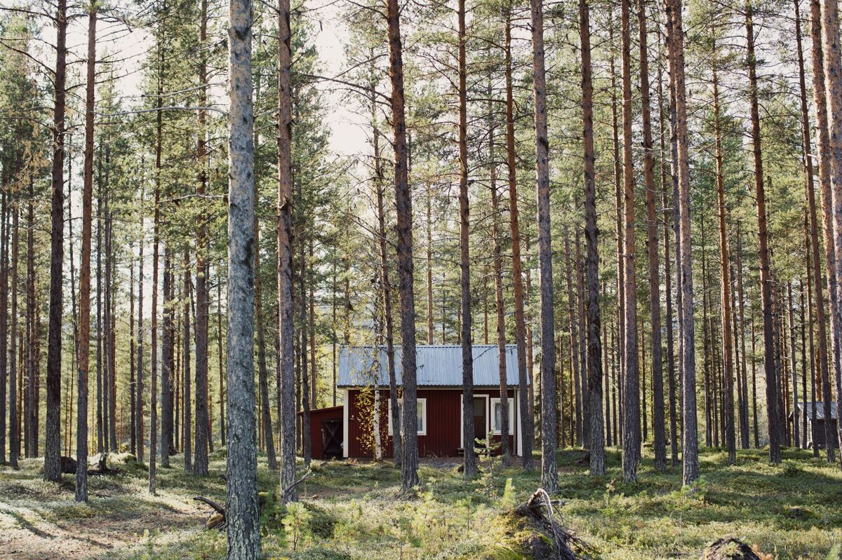 Climate Fight Breaks Out in Sweden Over Carbon Payments to Forest Owners