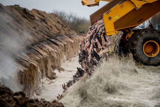 Danes Start Digging Up Dead Mink to Stem Contamination Risks