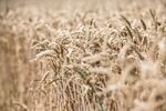 Ears of wheat on a farm operated by Lajoskomarom Gyozelem Kft in Lajoskomarom, Hungary, on Monday, July 11, 2022. 