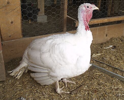 Turkey