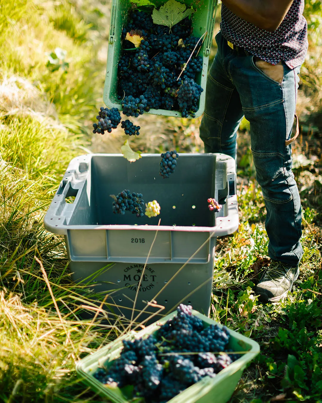 A harvester near Epernay in France.