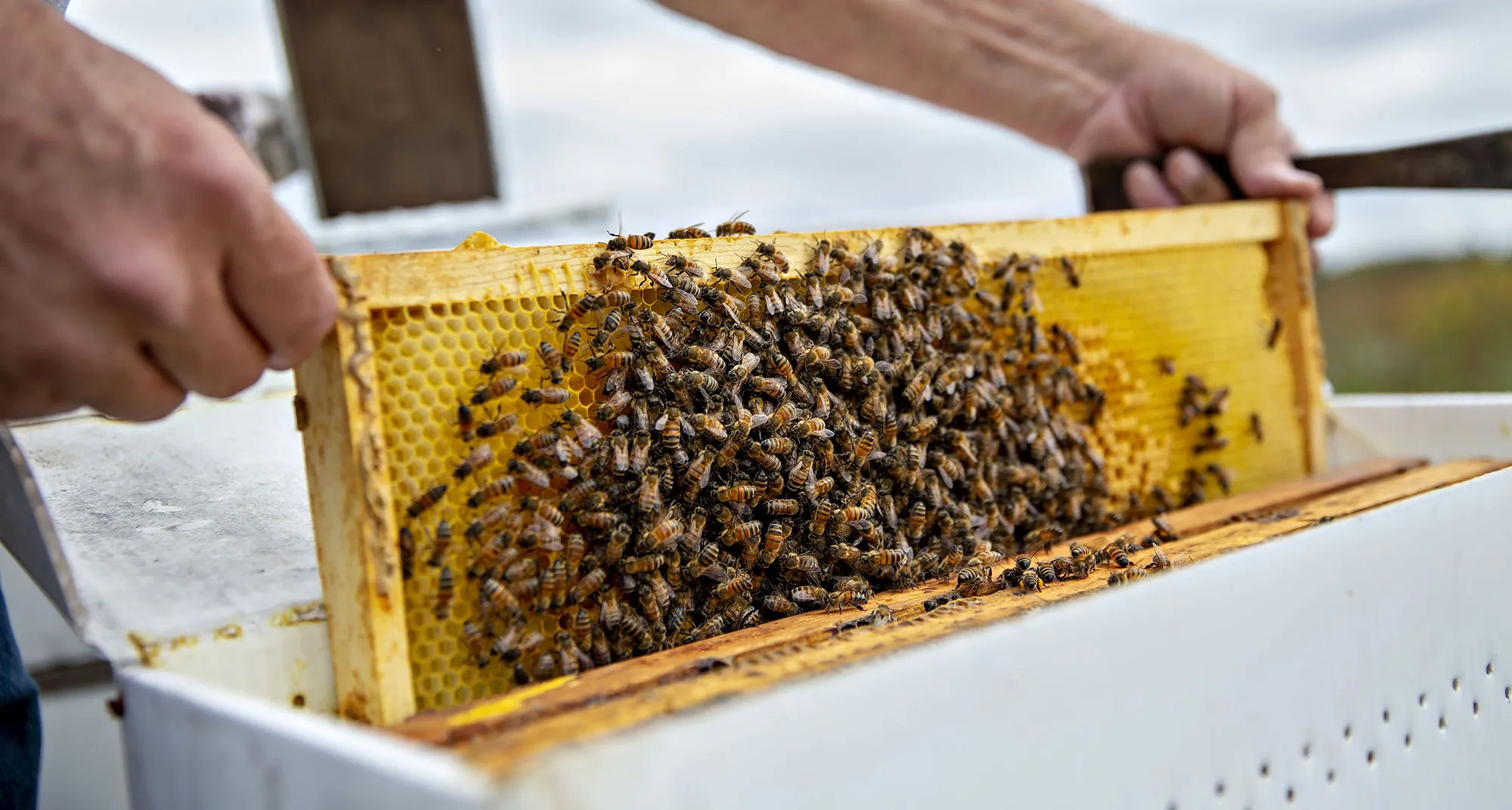 A beekeeper inspects a frame from a honeybee beehive in Merango, Illinois.