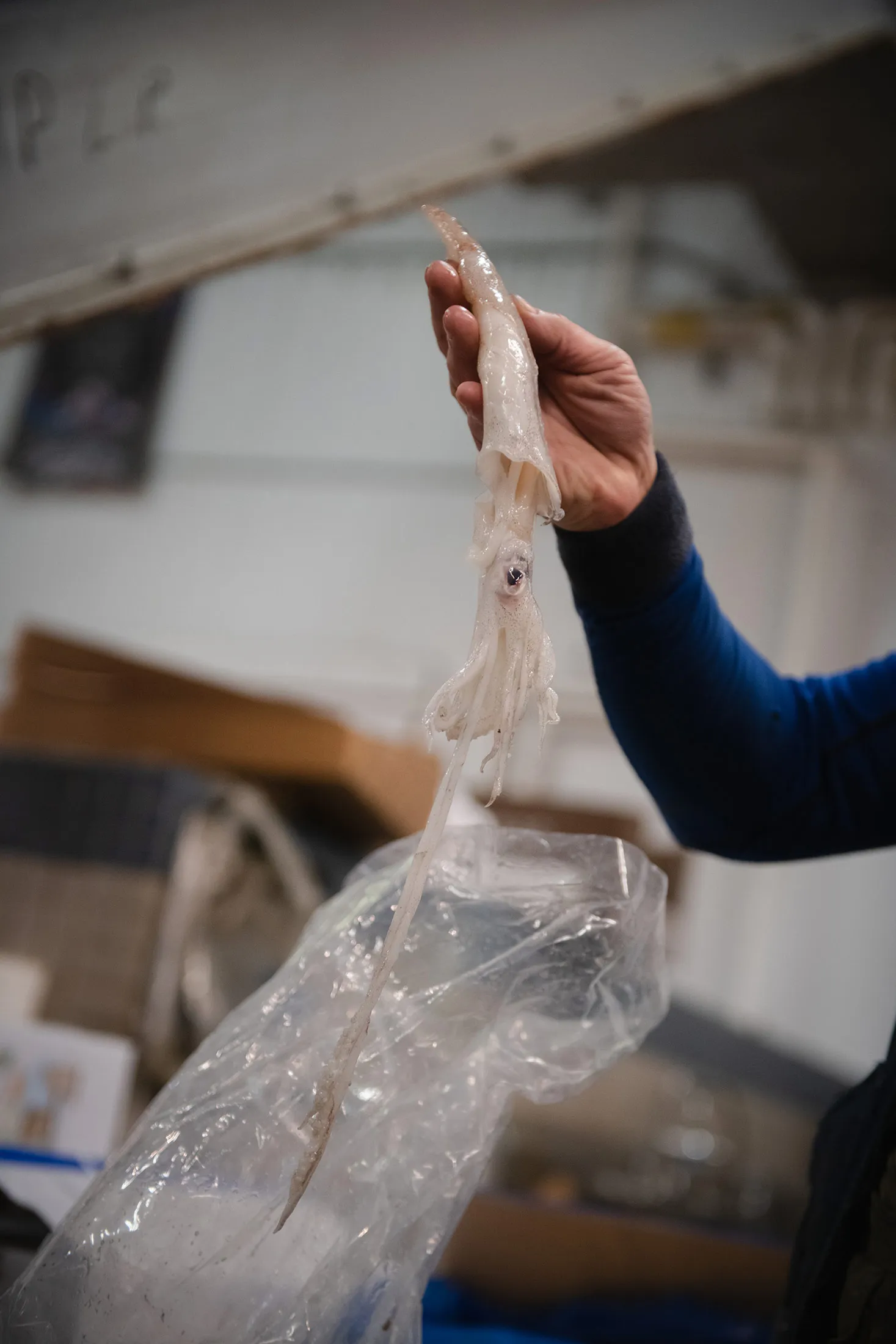 Squid Growth Makes Calamari a Climate-Friendly Dinner Option - Bloomberg