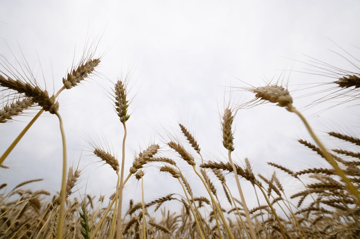 🟪"La Cina potenzia la modifica del tempo per garantire un raccolto di grano ottimale"